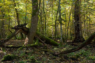 Image showing Old hornbeam tree broken lying