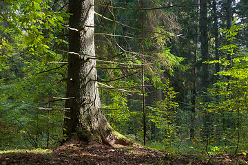 Image showing Old spruce trunk sunset light illuminated 