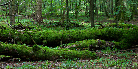 Image showing Dead broken trees moss wrapped