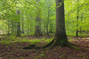 Image showing Light reaching misty deciduous stand with old spruce tree