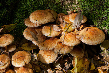 Image showing Bunch of autumnal pholiota fungi closeup