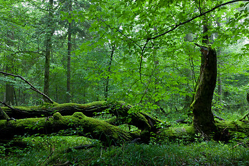 Image showing Deciduous stand of Bialowieza Forest in summer