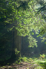 Image showing Path crossing old oak tree illuminated by sun