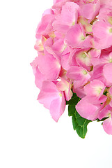 Image showing Lacecap Hydrangea