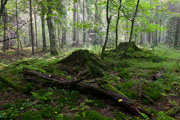 Image showing Deciduous stand with stumps moss wrapped