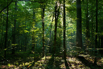 Image showing Summer morning sunrise