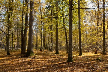 Image showing Autumnal mixed forest with dry leaves