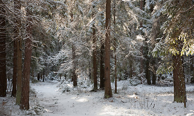 Image showing Path crossing snowy forest