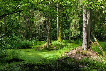 Image showing Summertime alder-carr stand of Bialowieza Forest