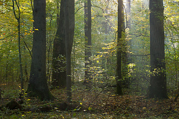 Image showing Sun entering misty stand 