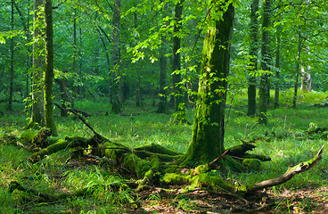 Image showing Moss wrapped hornmeam and broken one  lying