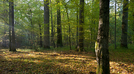 Image showing Sun entering misty stand