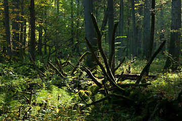 Image showing Old broken tree in deep shadow of deciduous stand