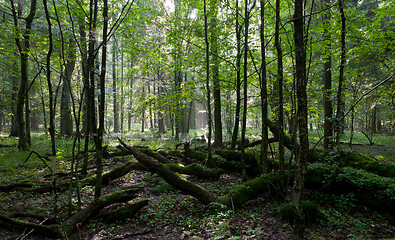 Image showing Summer sunset with light entering rich deciduous stand