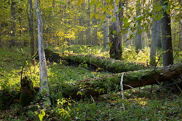 Image showing Old oak trees broken lying