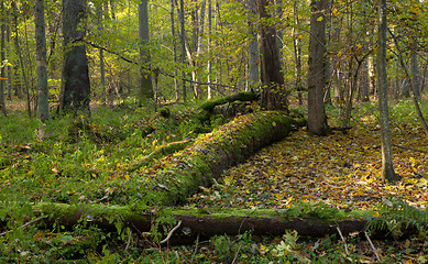 Image showing Moss wrapped spruce tree broken lying