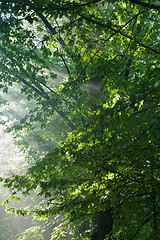 Image showing Hornbeam branches in light of sunrise