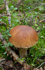 Image showing Edible Boletus edulis mushroom closeup