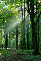 Image showing Foggy young forest at morning