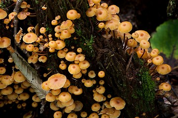 Image showing Old stump moss wrapped with some fungus