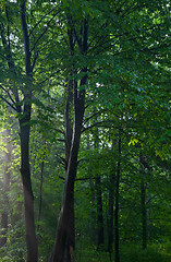 Image showing Hornbeam stand in morning light