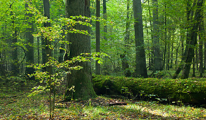 Image showing Moss wrapped trunk of broken oak lying