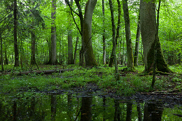 Image showing Summer midday in wet deciduous stand of Bialowieza Forest