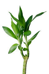 Image showing Green bamboo 