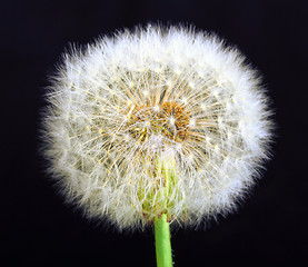 Image showing Single dandelion on black background