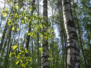 Image showing birch trees and green leaves glowing in sunlight