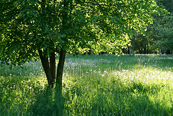 Image showing tree covered by the sun