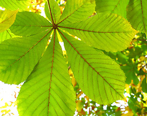 Image showing Leaves of a chestnut