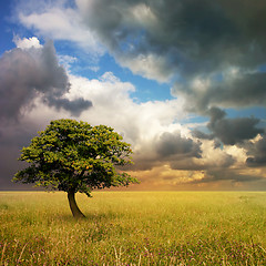 Image showing Lone Tree