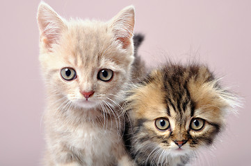 Image showing two Britain kittens