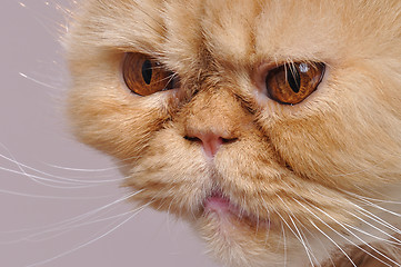 Image showing red Persian cat