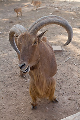 Image showing Mouflon