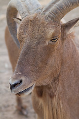 Image showing Mouflon