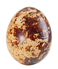 Image showing Only single light-brown egg of quail