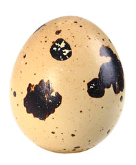 Image showing Only single light-brown egg of quail