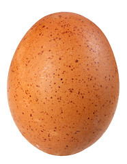 Image showing Only single brown bird egg