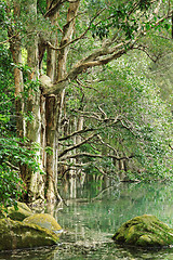 Image showing tree in water