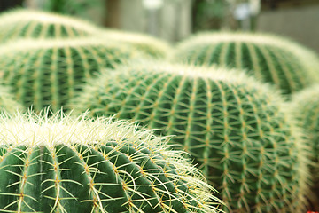 Image showing Cactus of sphericity style grows in sand 