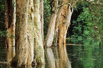 Image showing tree in water
