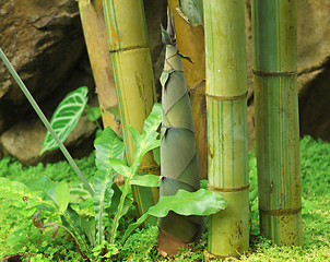Image showing Shoot of Bamboo in the rain forest 