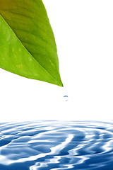 Image showing leaf and water