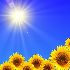 Image showing sunflower and blue sky