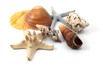 Image showing Shell