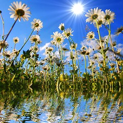 Image showing daisy flower