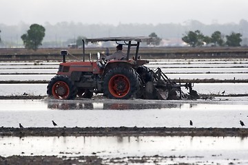 Image showing Paddy Field