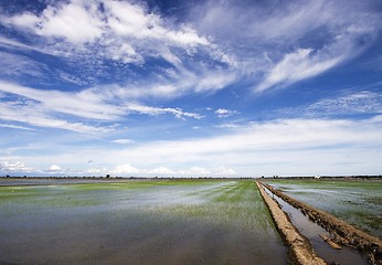 Image showing Paddy Field